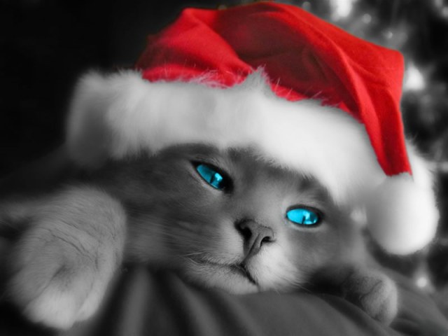 Fondo de pantalla gato navidad